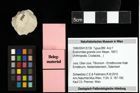 Foto (Objekt + Etiketten) von Eodromites grandis (von Meyer, 1857) 